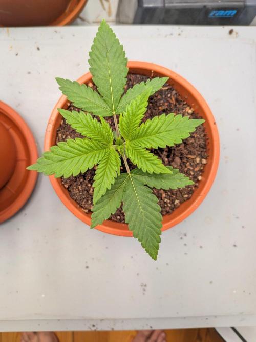 Grow Nr.4. Week 2