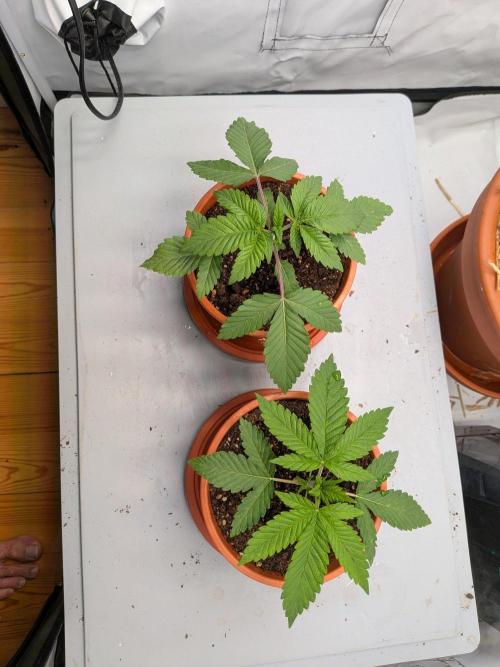 Grow Nr.4. Week 2