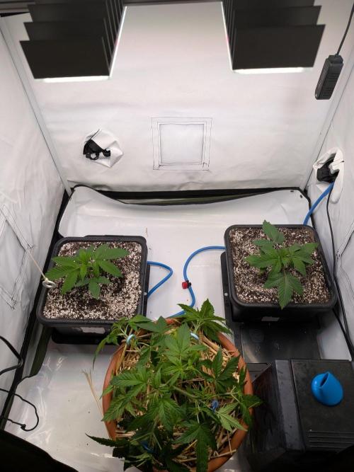 Grow Nr.4. Week 2