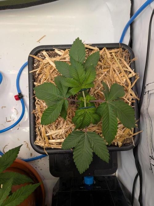 Grow Nr.4. Week 3