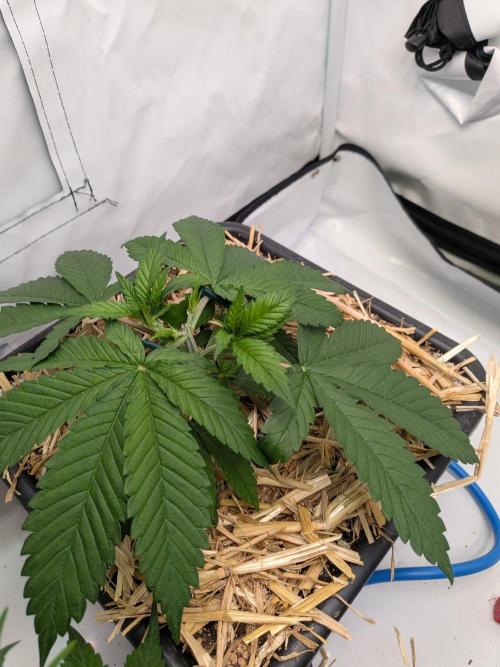 Grow Nr.4. Week 3