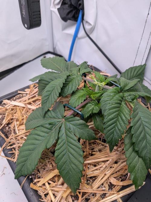 Grow Nr.4. Week 3