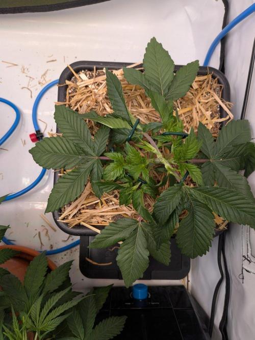 Grow Nr.4. Week 3