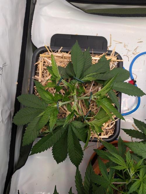 Grow Nr.4. Week 3