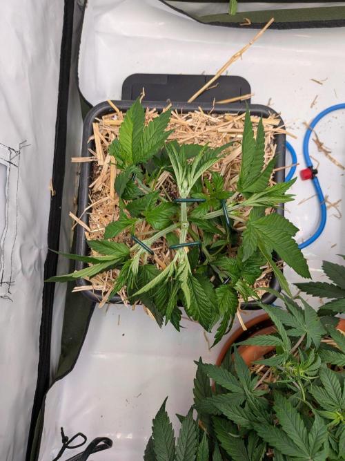 Grow Nr.4. Week 4