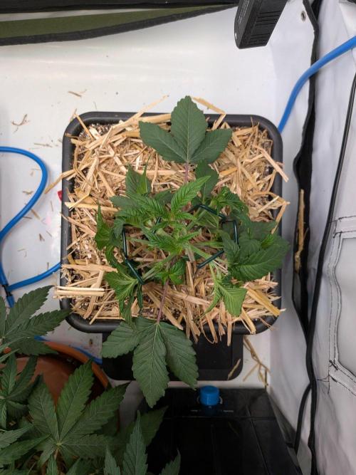 Grow Nr.4. Week 4