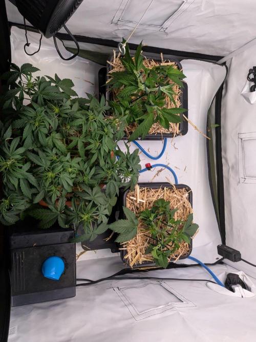 Grow Nr.4. Week 4