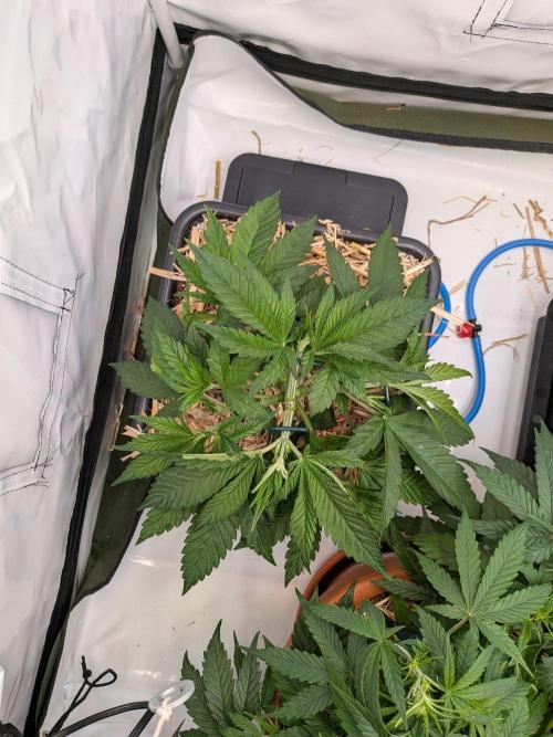 Grow Nr.4. Week 4