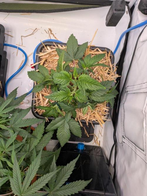 Grow Nr.4. Week 4