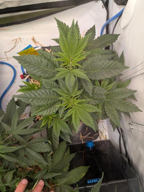 Grow Nr.4. Week 5