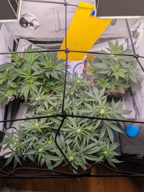 Grow Nr.4. Week 5