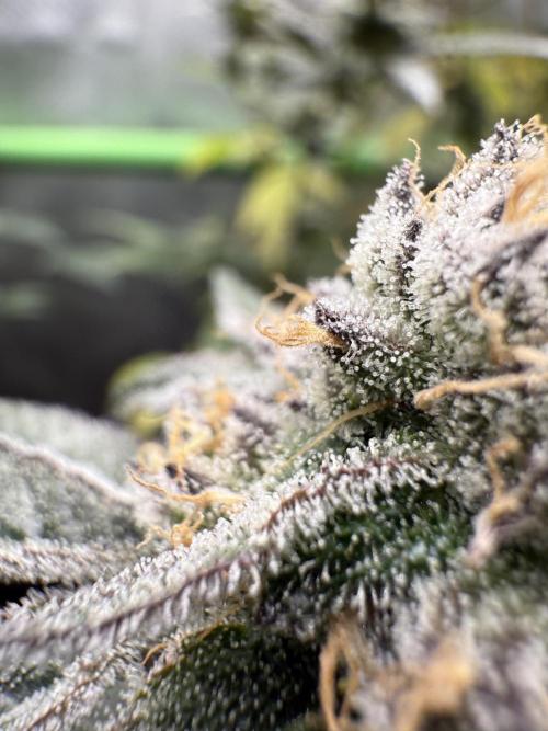 Bauer_Hanffree. Week 9