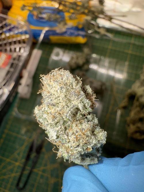 Bauer_Hanffree. Week 9