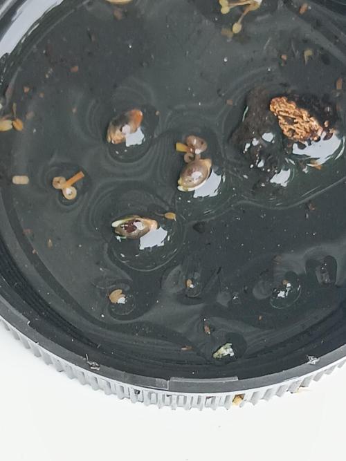 First grow. Week 0 - Unsure about planting time frame but seeds left to germinate for 2-3 days