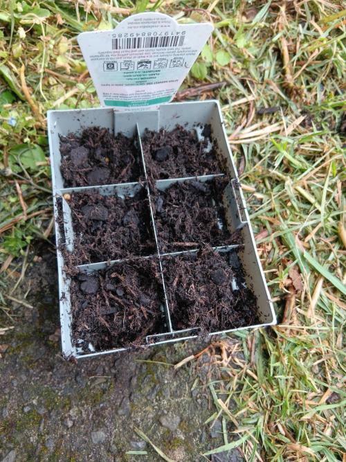 First grow. Week 0 - Added into pottingmix with sealordnaked organic liquid concentrate fertilizer