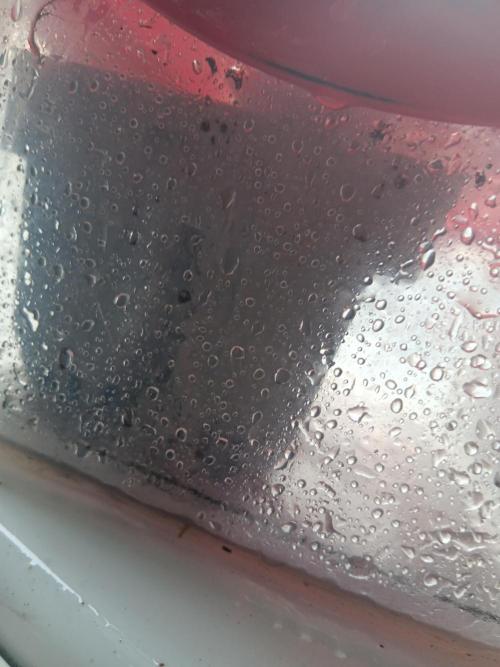 First grow. Week 0 - Watered and placed in air tight container