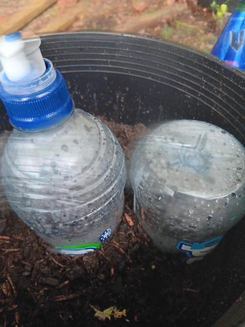 First grow. Week 0 - Watered and covered