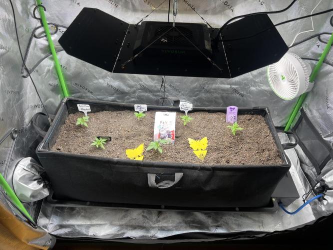 First run 100L autopot Tray2Grow. Week 1