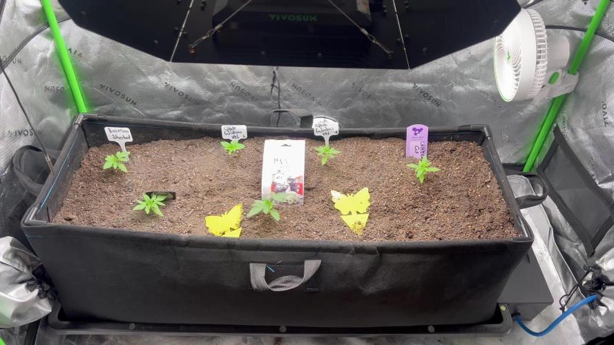 First run 100L autopot Tray2Grow