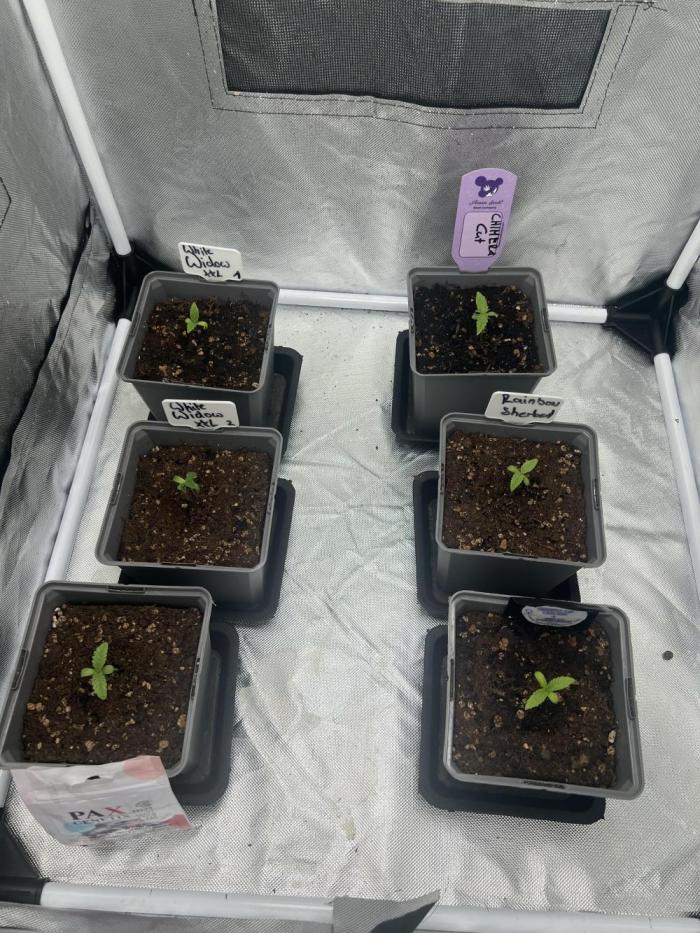 First run 100L autopot Tray2Grow. Week 0