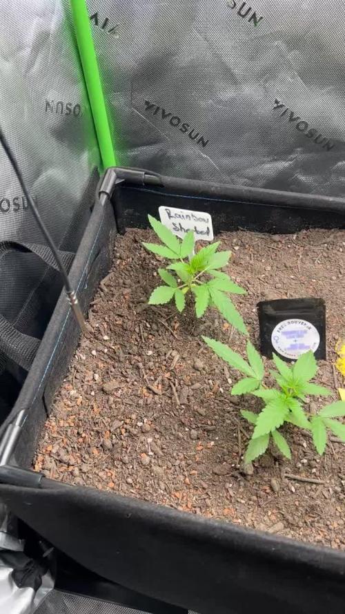 First run 100L autopot Tray2Grow