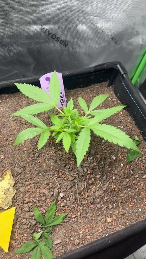 First run 100L autopot Tray2Grow