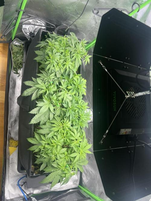 First run 100L autopot Tray2Grow. Week 6
