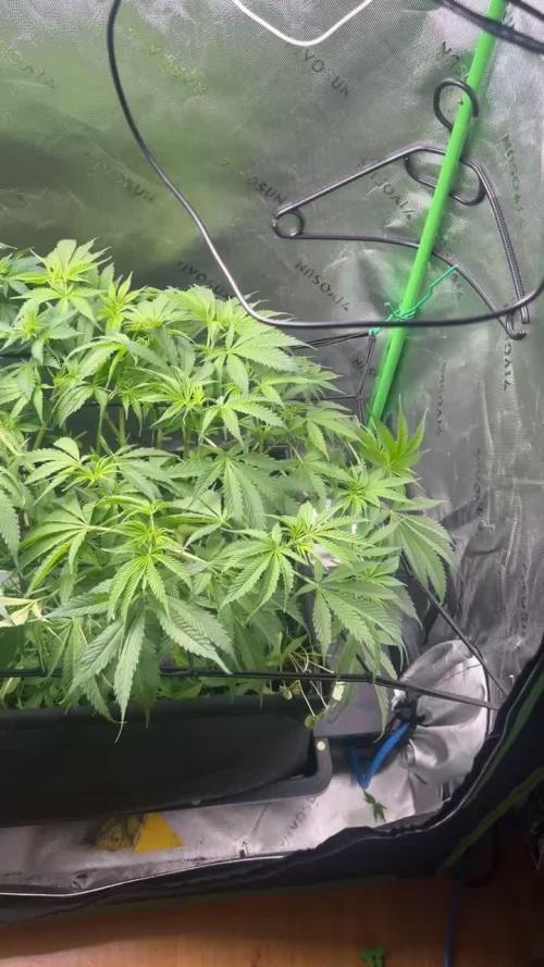 First run 100L autopot Tray2Grow