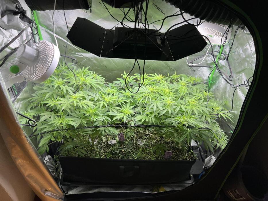 First run 100L autopot Tray2Grow. Week 9