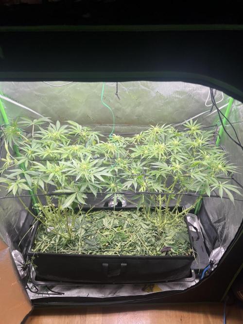 First run 100L autopot Tray2Grow. Week 10