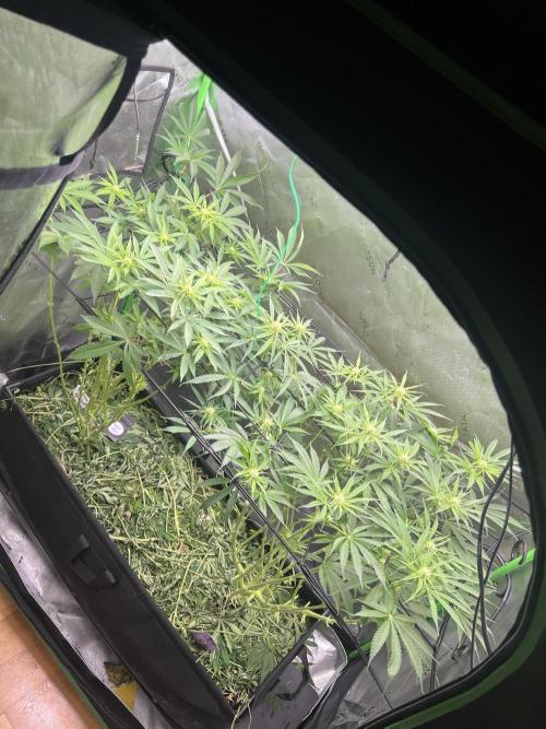 First run 100L autopot Tray2Grow. Week 11