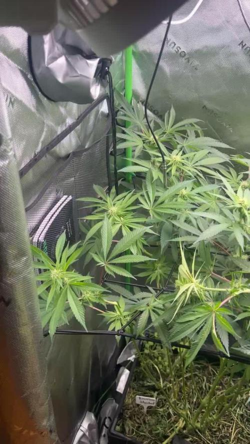 First run 100L autopot Tray2Grow