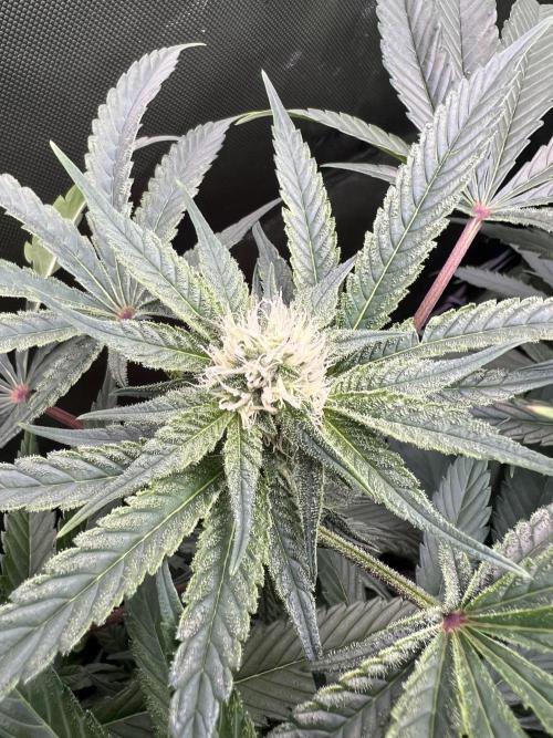 First run 100L autopot Tray2Grow. Week 12