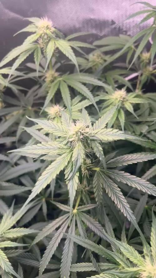 First run 100L autopot Tray2Grow