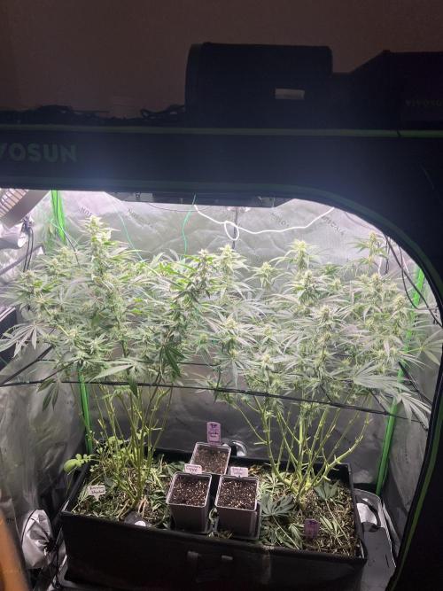 First run 100L autopot Tray2Grow. Week 13