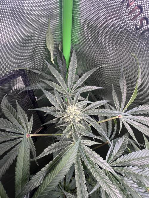 First run 100L autopot Tray2Grow. Week 13