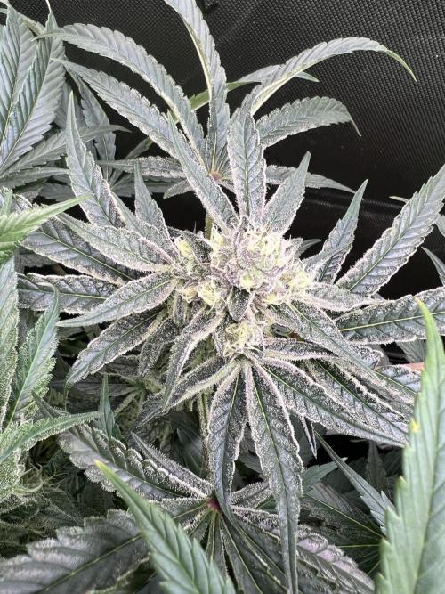 First run 100L autopot Tray2Grow. Week 14