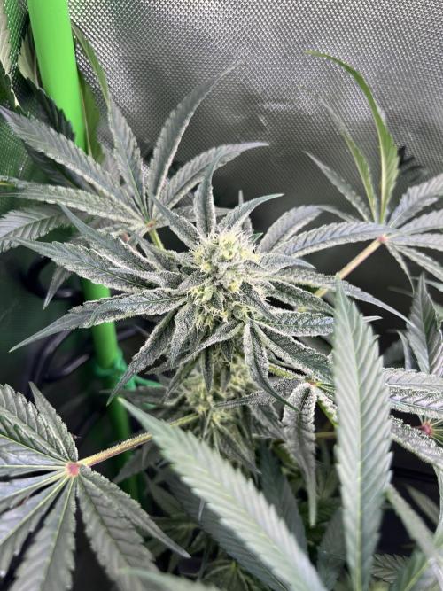 First run 100L autopot Tray2Grow. Week 14