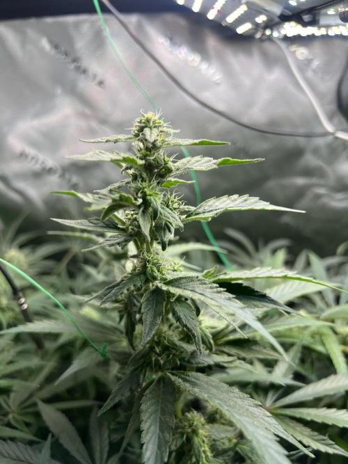 First run 100L autopot Tray2Grow. Week 14