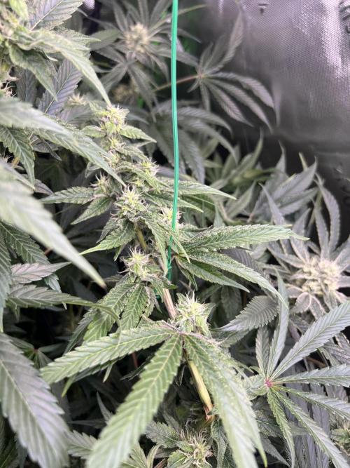 First run 100L autopot Tray2Grow. Week 14