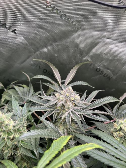 First run 100L autopot Tray2Grow. Week 15