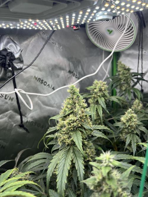 First run 100L autopot Tray2Grow. Week 15