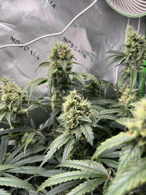 First run 100L autopot Tray2Grow. Week 15