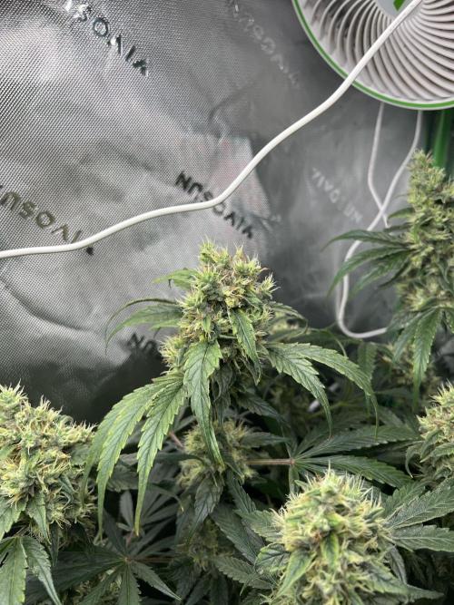 First run 100L autopot Tray2Grow. Week 15