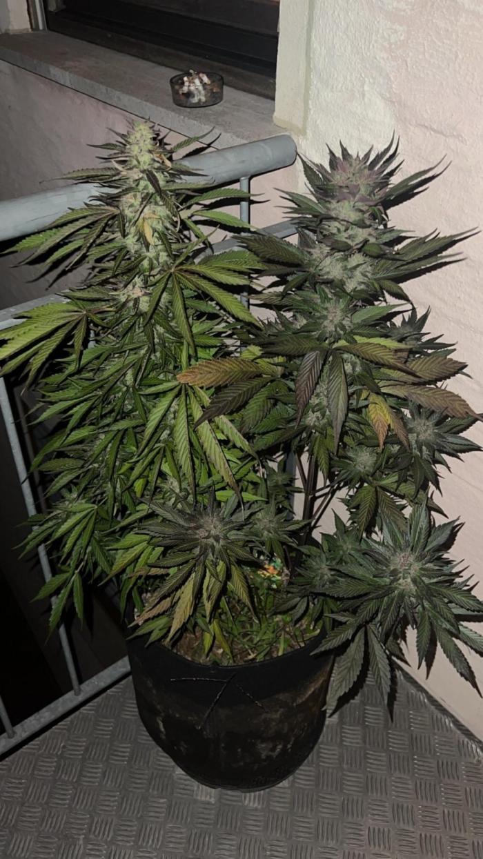 Red Velved and black runtz Auto. Week 12