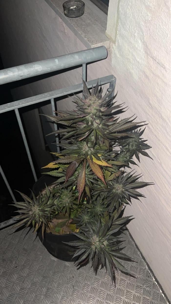 Red Velved and black runtz Auto. Week 12