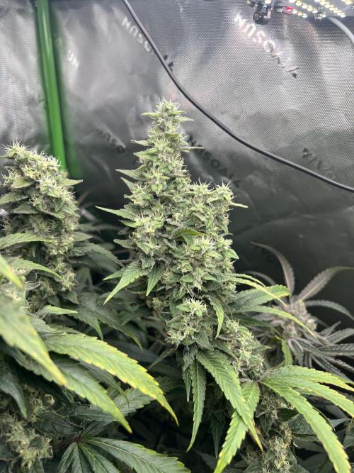 First run 100L autopot Tray2Grow. Week 15