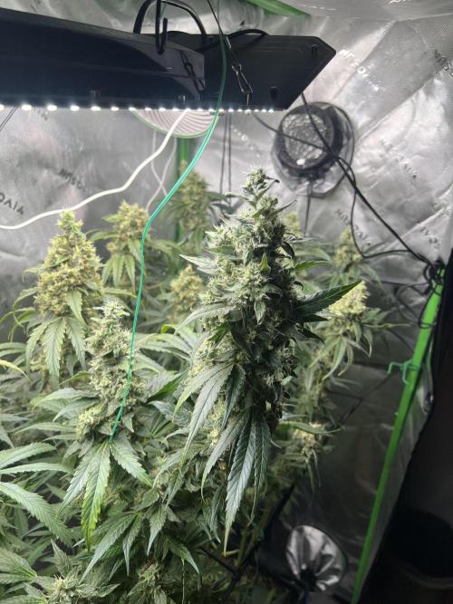 First run 100L autopot Tray2Grow. Week 15