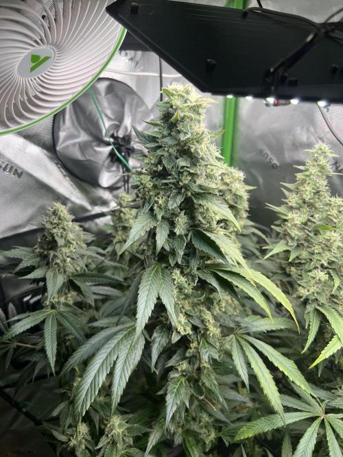 First run 100L autopot Tray2Grow. Week 15