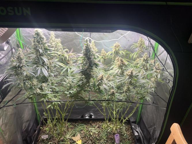 First run 100L autopot Tray2Grow. Week 16